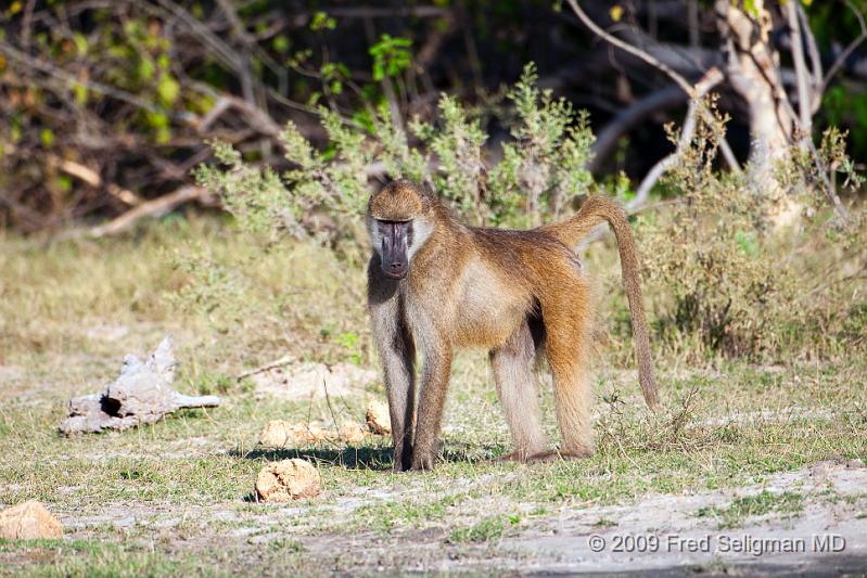 20090615_171250 D300 X1.jpg - Baboon